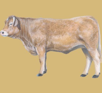 Take in a charolais bull species farm animal
