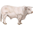 Charolais Bull ##STADE## - coat 7