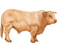 Limousin Bull ##STADE## - coat 82