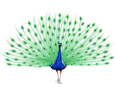 Peacock ##STADE## - coat 36