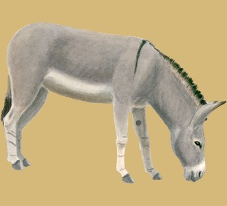 Take in a donkey species farm animal